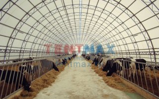 Телятник: как спроектировать и построить